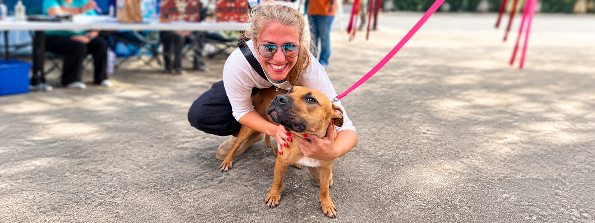 Rescue dog in care