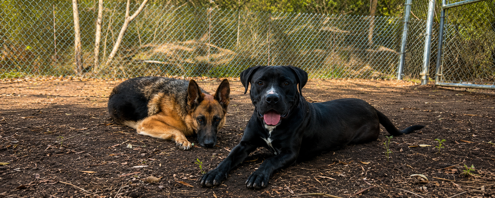 Every Empty Kennel Starts With A Big Heart Deciding To Make a Difference!