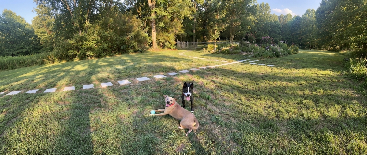 Foster with Us