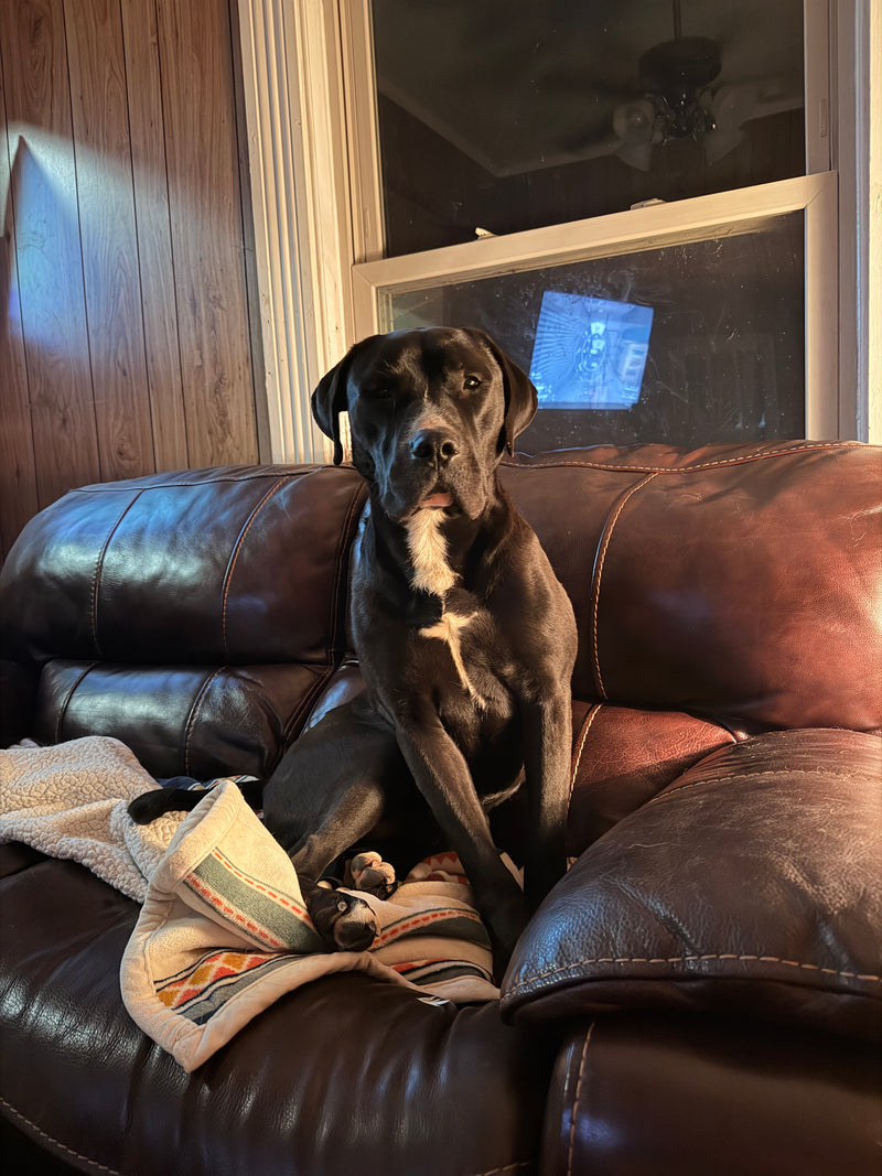Rescue dog decompression