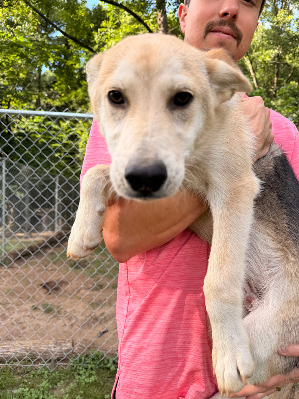 Dog on farm