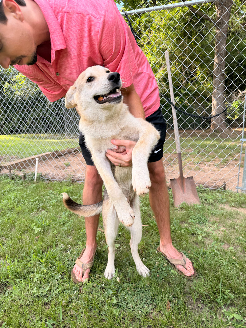 Rescue dog