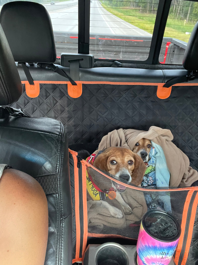 Rescue dog 2