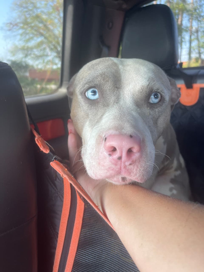 Foster Journey