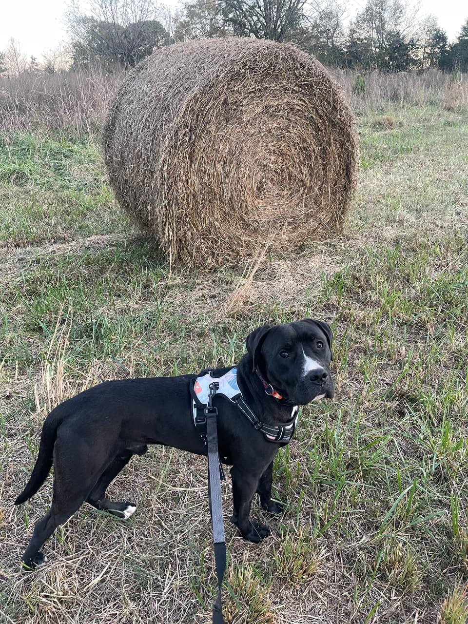 Rescue dog 1