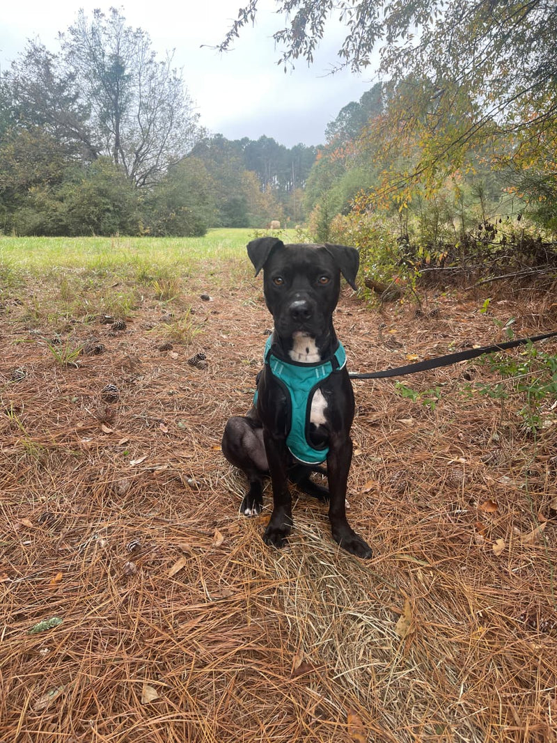 Rescue dog 3